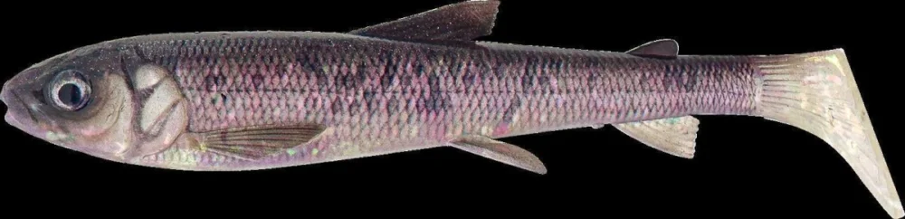 Savage Gear 3D Whitefish Shad 20 cm 62 g Sinking Bone Ghost Bestseller